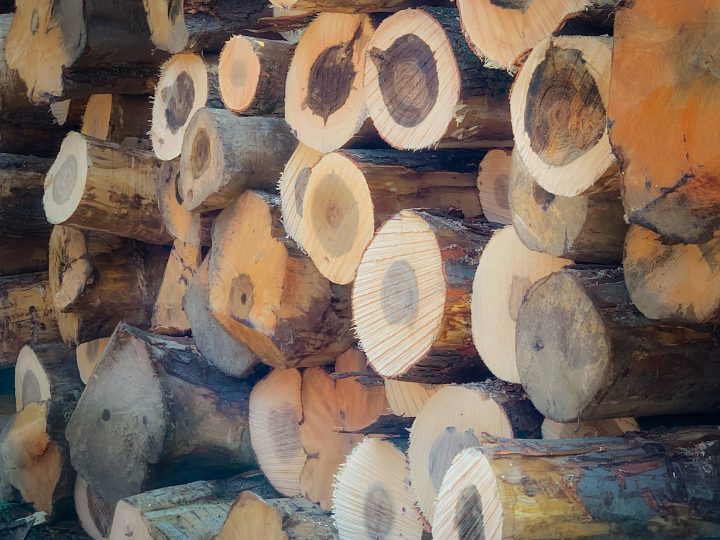 Stacked timber logs
